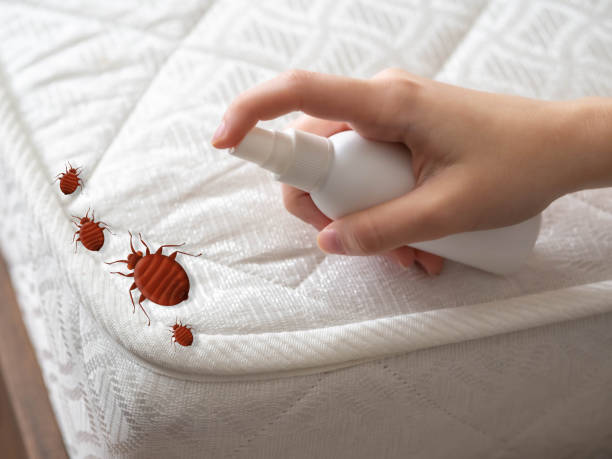 Best Spider Control Near Me  in Whitestown, IN